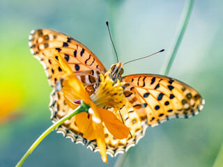 Tropical fritillary butterfly on golden cosmos 4