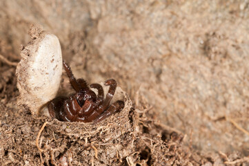 Trapdoor spider (Cteniza moggridgei) inside its burrow, Liguria, Italy.