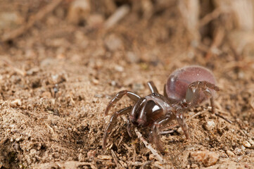 Purse web spider (Atypus affinis) female, Liguria, Italy.