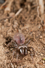 Purse web spider (Atypus affinis) female, Liguria, Italy.
