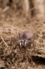 Purse web spider (Atypus affinis) female, Liguria, Italy.