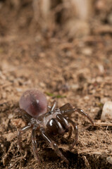 Purse web spider (Atypus affinis) female, Liguria, Italy.