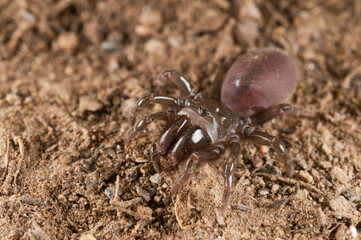 Purse web spider (Atypus affinis), Italy.
