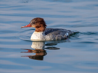 A female common merganser or goosander (Eurasian) (Mergus merganser) on the shores of the upper...