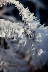 frost on branches