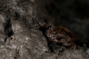 Naklejka premium North-West italian cave salamander (Hydromantes strinatii) in a cave, Liguria, Italy.