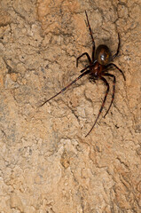 European cave spider (Meta menardi) inside an italian cave, Italy.