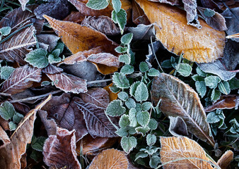 autumn leaves background