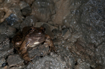 Italian stream frog (Rana italica) in a cave, Liguria, Italy.