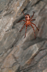 European cave spider (Meta menardi) inside an italian cave, Italy.