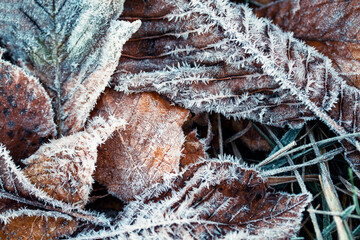 frost on a tree