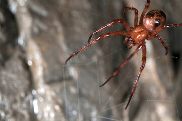 European cave spider (Meta menardi) inside an italian cave, Italy.