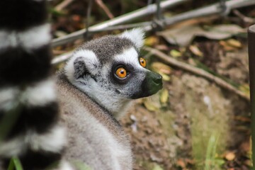 Ring-tailed Lemur In Zoo