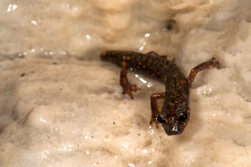 North-west Italian cave salamander (Hydromantes strinatii) in a cave in the Ligurian Appennines,...