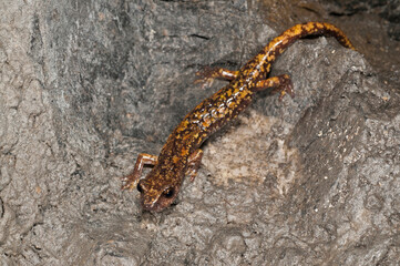 North-west italian cave salamander (Hydromantes strinatii)