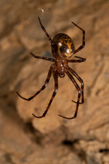 European cave spider (Meta menardi) inside an italian cave, Italy.