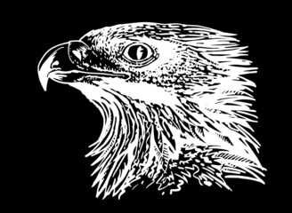 Vector portrait of golden eagle isolated on black background, graphical engraved  illustration, bird