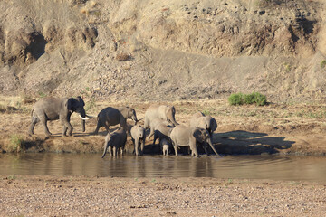 Fototapeta na wymiar Afrikanischer Elefant am Mphongolo River/ African elephant at Mphongolo River / Loxodonta africana.