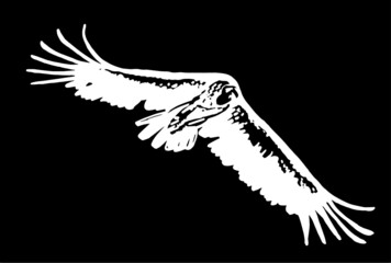 Vector vulture isolated on black  background, engraved illustration,bird.