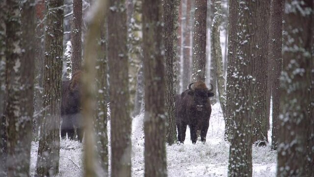 European wild bison in winter forest under snowfall