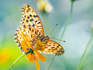 Tropical fritillary butterfly on golden cosmos 6