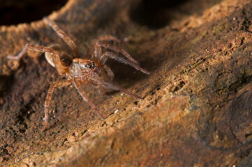 Wolf spider (Trochosa sp.) portrait, Italy.