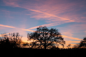 Tree silhouettes with sunset and airplane with contrails. High quality photo