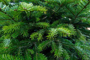 Plantation of evergreen nordmann firs, christmas tree growing ourdoor