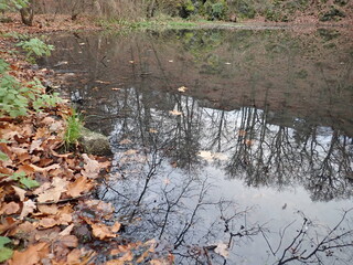 autumn in a park pond