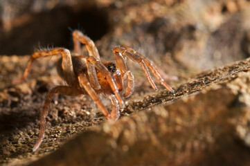 Wolf spider (Trochosa sp.) portrait, Italy.