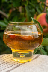 Glass of apple cider from Normandy, France and green apple tree with ripe red fruits on background