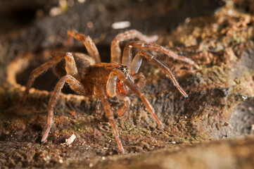 Wolf spider (Trochosa sp.) portrait, Italy.
