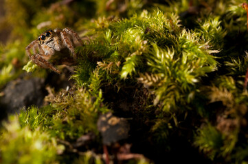 A jumping spider (Carrhotus xanthogramma).