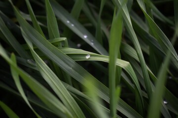 Blades of grass with water droplets