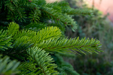 Plantation of evergreen nordmann firs, christmas tree growing ourdoor - obrazy, fototapety, plakaty