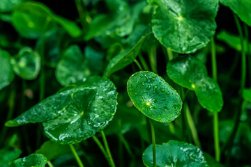 Centella asiatica (Indian pennywort or Asiatic pennywort) leaf