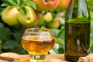 Glass of apple cider from Normandy, France and green apple tree with ripe red fruits on background
