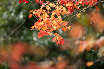 紅葉のモミジ