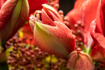 Fototapeta na wymiar Red amaryllis winter flowers close up