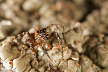 A jumping spider (Cyrba algerina), Italy.