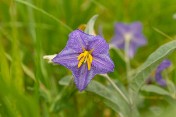 flor color violeta con cinco pétalos y pistilos amarillos, fondo de hojas verde borroso y otra...