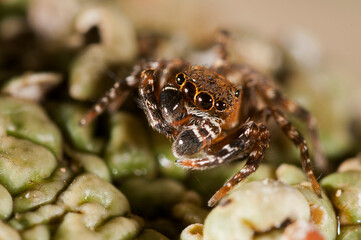 A jumping spider (Cyrba algerina) male, Italy.