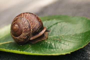 Garden snail in a green forest or in summer