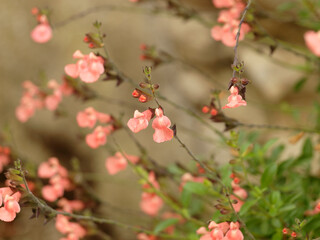 Salvia microphylla ou grahamii. Sauge ribambelle à petites feuilles vertes et aromatique, aux fleurs couleur saumonées à l'extrêmité de rameaux