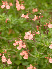 (Salvia microphylla 'Ribambelle') Sauge de Graham ribambelle ou sauge arbustive &agrave; petites feuilles vertes odorantes et fleurs rose-saumon en &eacute;pis