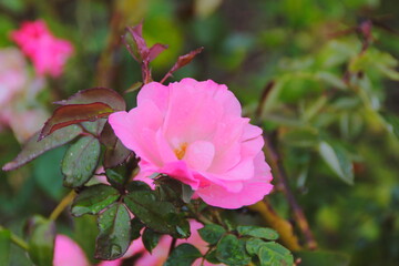 pink rose in garden