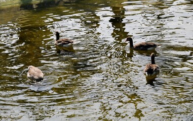Pair of Black Duck Swims in Lake
