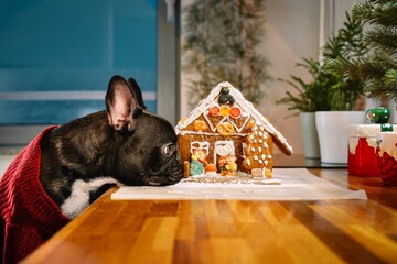 French bulldog looking at gingerbread house in kitchen at home