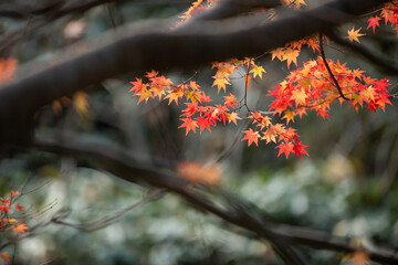 紅葉のモミジ