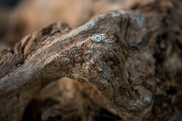Fototapeta na wymiar Round Diamond Engagement Ring on Natural Worn Beach Driftwood